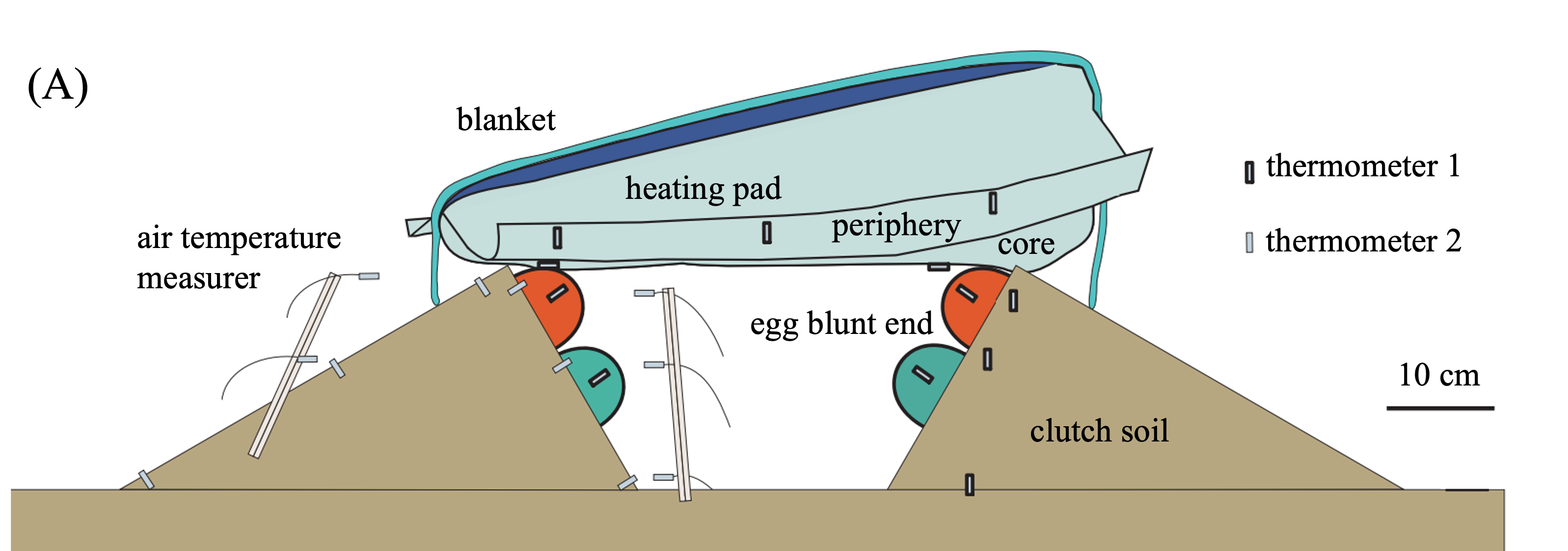 A diagram showing a side cutaway view of the incubator. A diagram showing a side cutaway view of the incubator.
